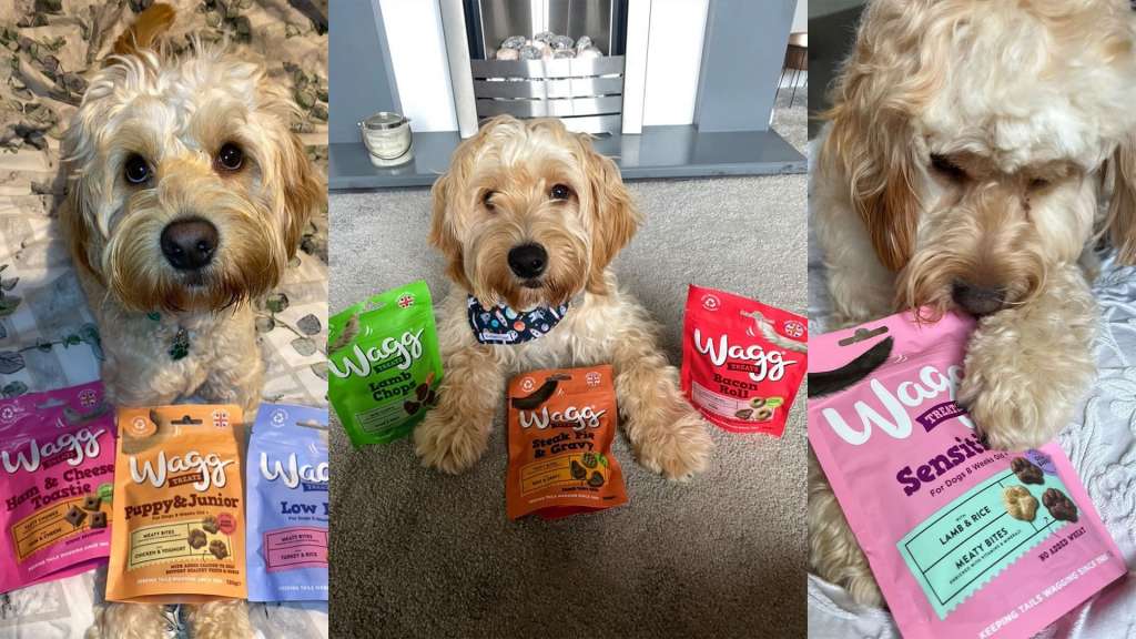 Recommended dog food for hot sale cockapoo