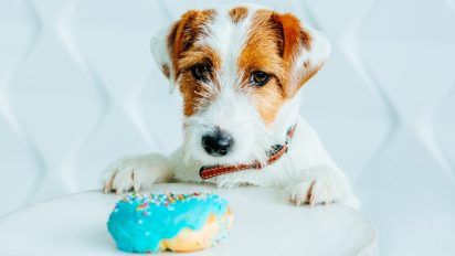 Is Sugar Bad for Dogs? The Truth About Sweet Treats and How to Safely Spoil Your Pooch