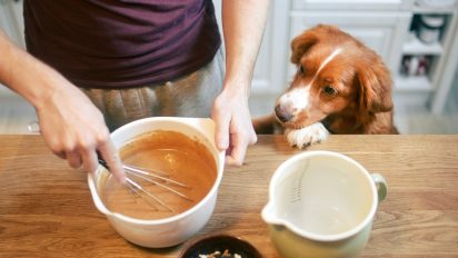 Bake along with your furry best friend