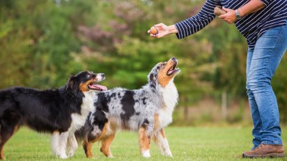 Rehoming a pup? Check out these top training tips