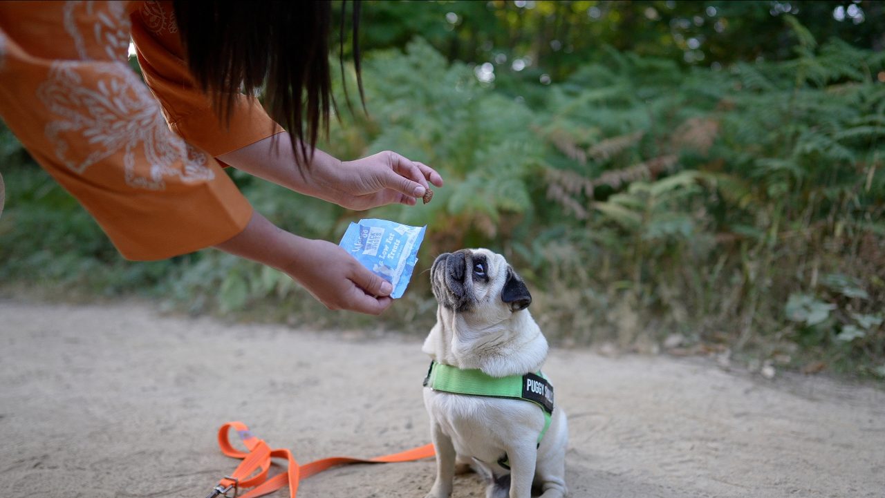 Wagg x instadoggo puggy smalls out dorr stills 1