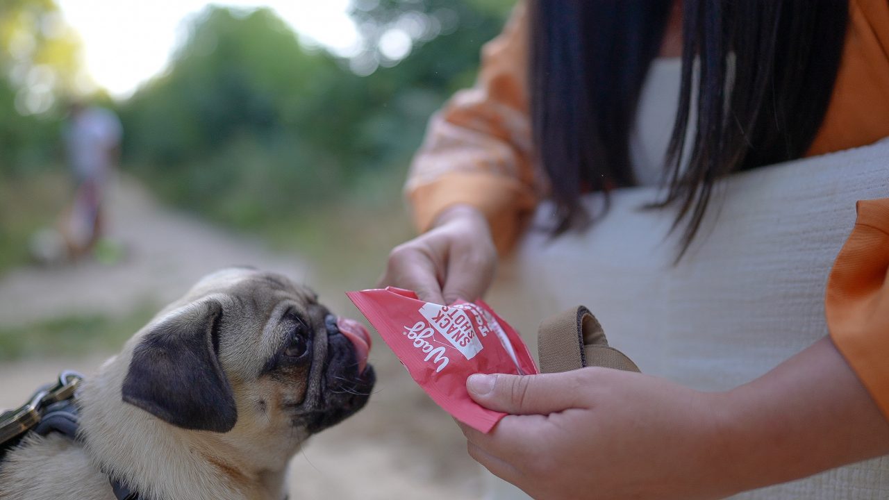 Puggy Smalls and the gang rate our Snack Shots pocket sized treat pouches perfect for any adventure Wagg Pet Foods