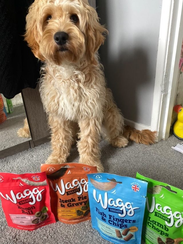 Meet our fans introducing Milo the Cockapoo Wagg Pet Foods