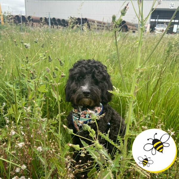 Bee and Butterfly Meadow