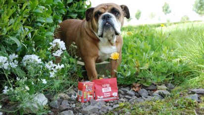 Help your dog drink more fluids with Furr Boost and Wagg