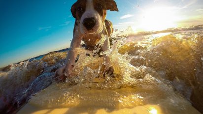Five essentials to plan for your next dog-friendly holiday